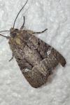 Mesapamea secalis / Mesapamea secalella