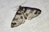 Perizoma juracolaria