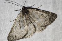 Gnophos obfuscata