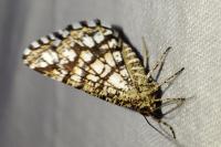 Chiasmia clathrata