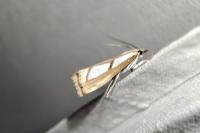 Catoptria permutatellus
