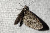 Eupithecia lariciata