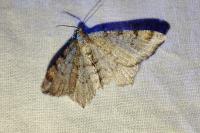 Macaria liturata