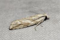 Thiodia citrana