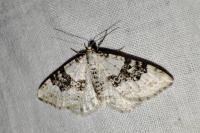 Xanthorhoe montanata