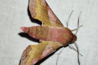 Deilephila porcellus