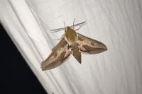 Hyles euphorbiae