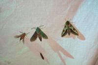 Hyles euphorbiae