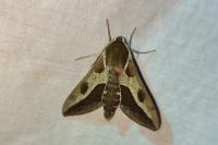 Hyles euphorbiae