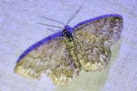 Scopula immorata