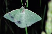 Thetidia smaragdaria