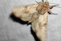 Apamea sublustris