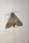 Hyles vespertilio