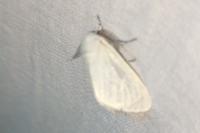 Leucoma salicis
