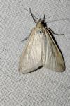 Udea lutealis