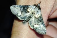 Abrostola asclepiadis