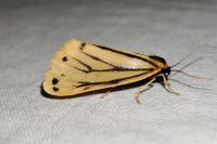 Setina aurita