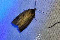 Aphelia viburnana