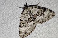 Colostygia aptata