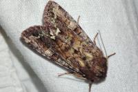 Ceramica pisi
