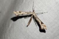 Platyptilia