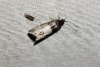 Notocelia cynosbatella
