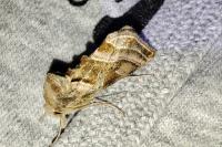 Euchalcia variabilis