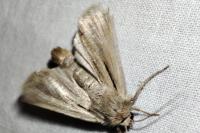 Leucania comma