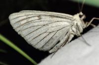 Siona lineata