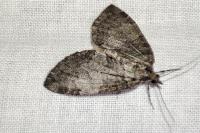 Hydriomena