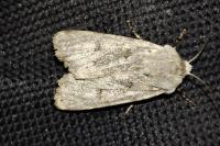 Agrotis simplonia