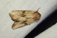Apamea sublustris