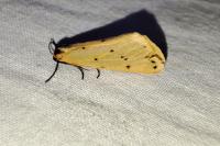 Setina irrorella