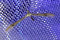 Stenoptilia bipunctidactyla