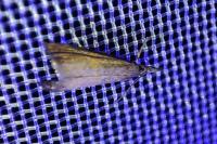 Platytes cerussella