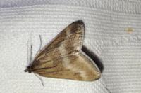Pyrausta aerealis