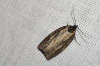 Acleris hastiana