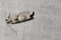 Epinotia bilunana