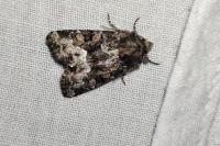 Oligia latruncula / Oligia strigilis / Oligia versicolor