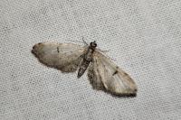 Eupithecia indigata
