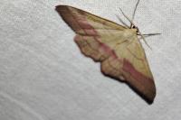 Rhodostrophia vibicaria