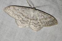 Scopula incanata