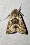 Euchalcia variabilis
