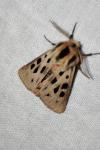 Chelis maculosa