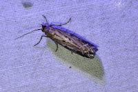 Eucosma cana