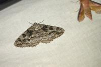 Alcis repandata