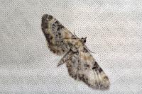 Eupithecia linariata/pulchellata/pyreneata