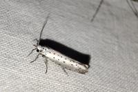 Yponomeuta rorrella