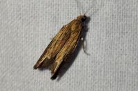 Eucosma
