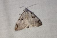 Aplocera praeformata